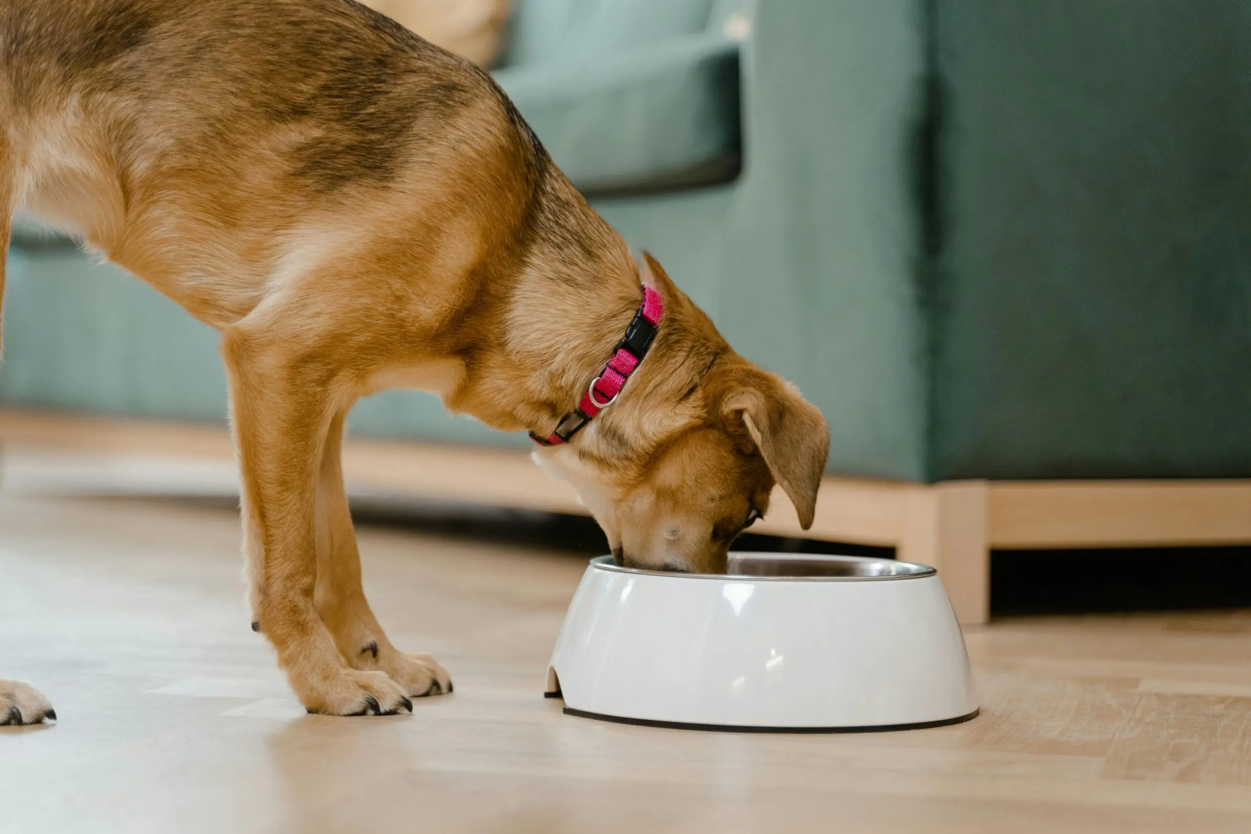 Its Impact on Canine Nutrition scaled