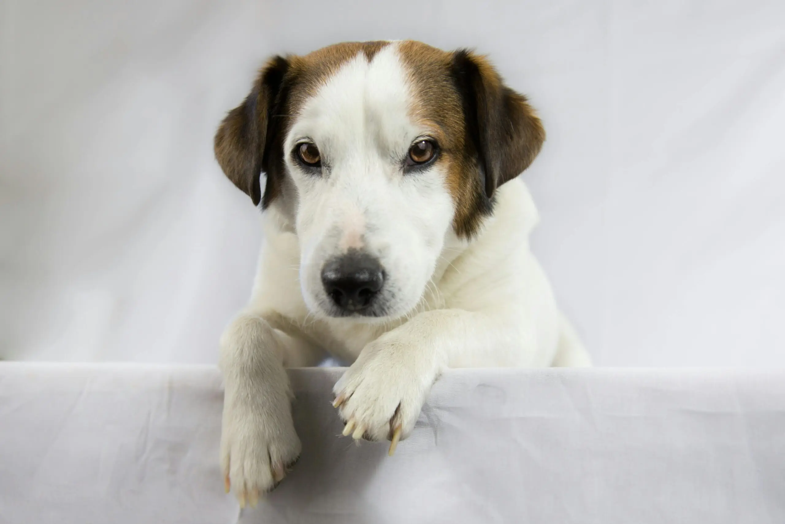 Keep Your Puppy Healthy 1 scaled