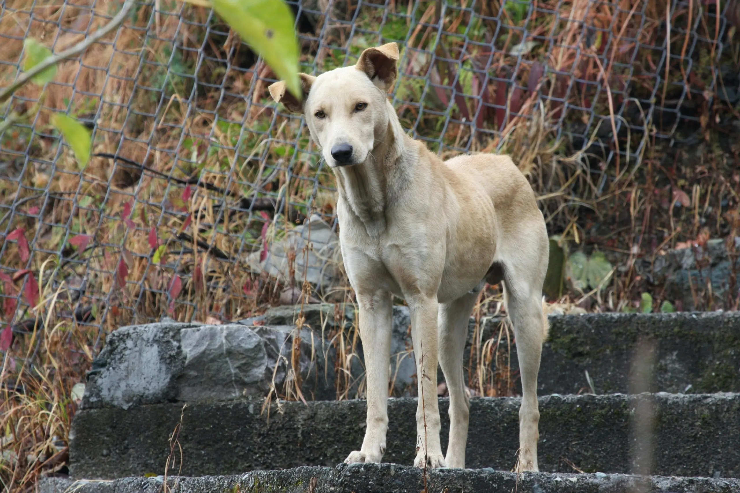 Keeping Your Pet Free of Foreign Bodies 2 Keeping Your Pet Free of Foreign Bodies scaled