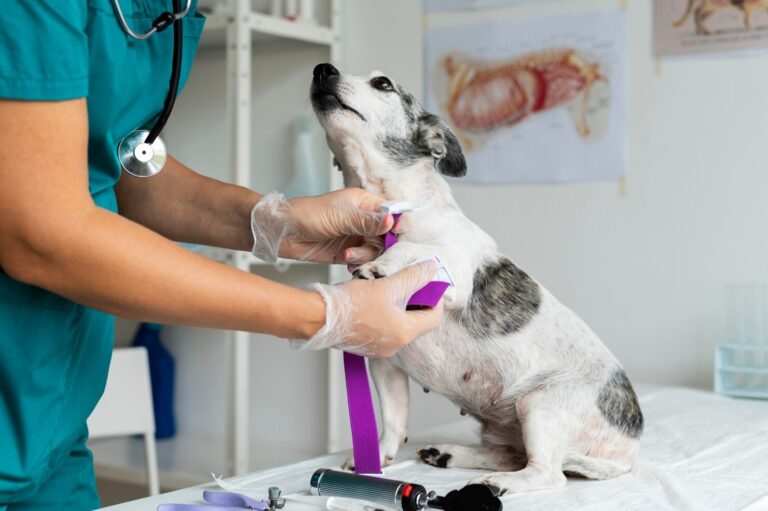 Kidney Disease in Dogs
