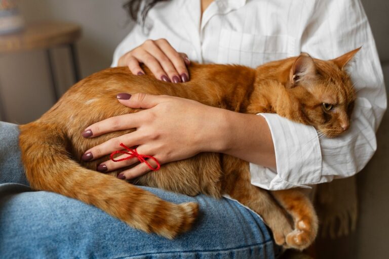 Liver Disease in Cats
