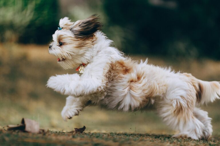 Luxating Patella in Dogs