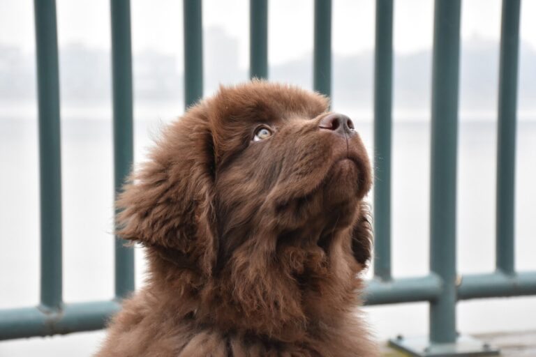 Nasal Foreign Bodies in Dogs