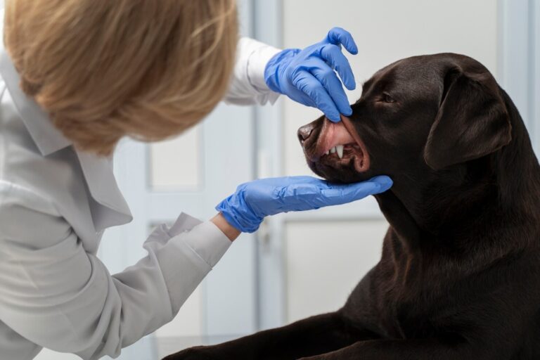 Nasal Infections in Dogs
