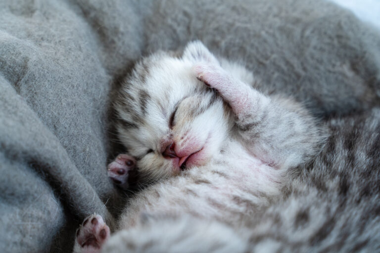 Newborn Kitten