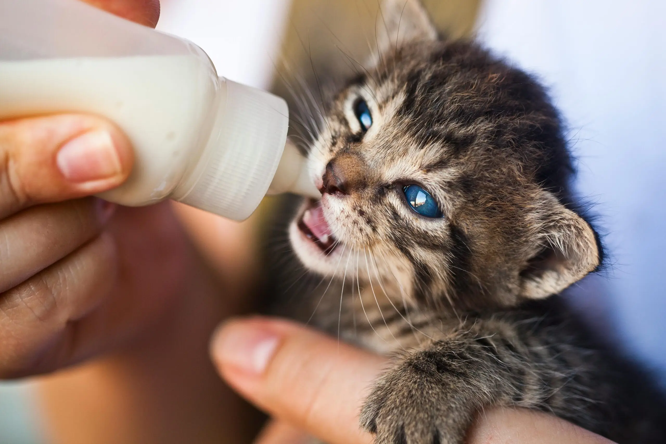 Nutrition for Growing Kittens scaled