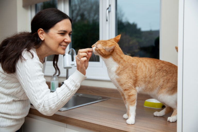 Pet Dental Care Tips for Your Cat