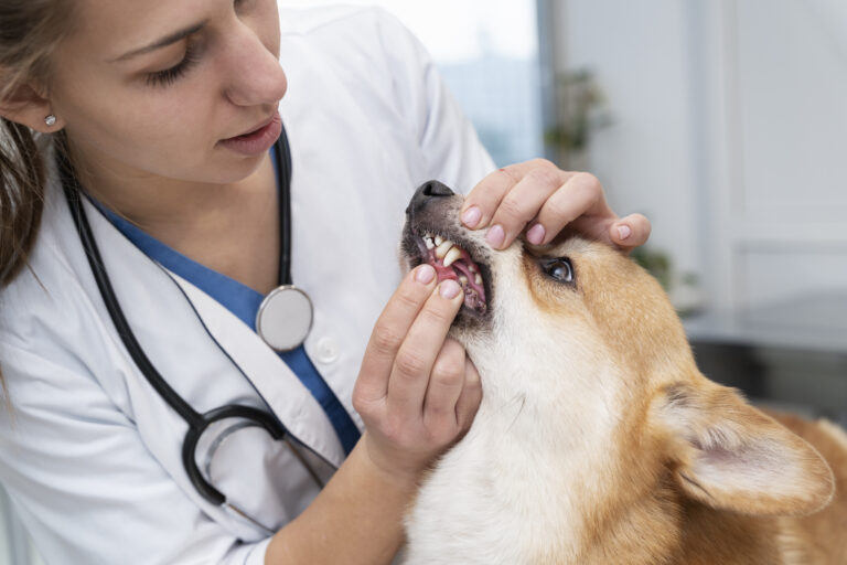 Pet Dental Care Tips for Your Dog