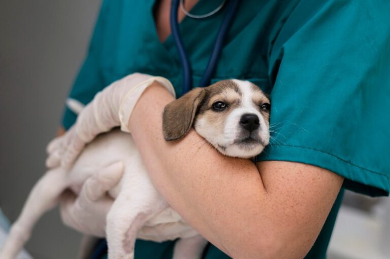 Prostate Disease in Dogs