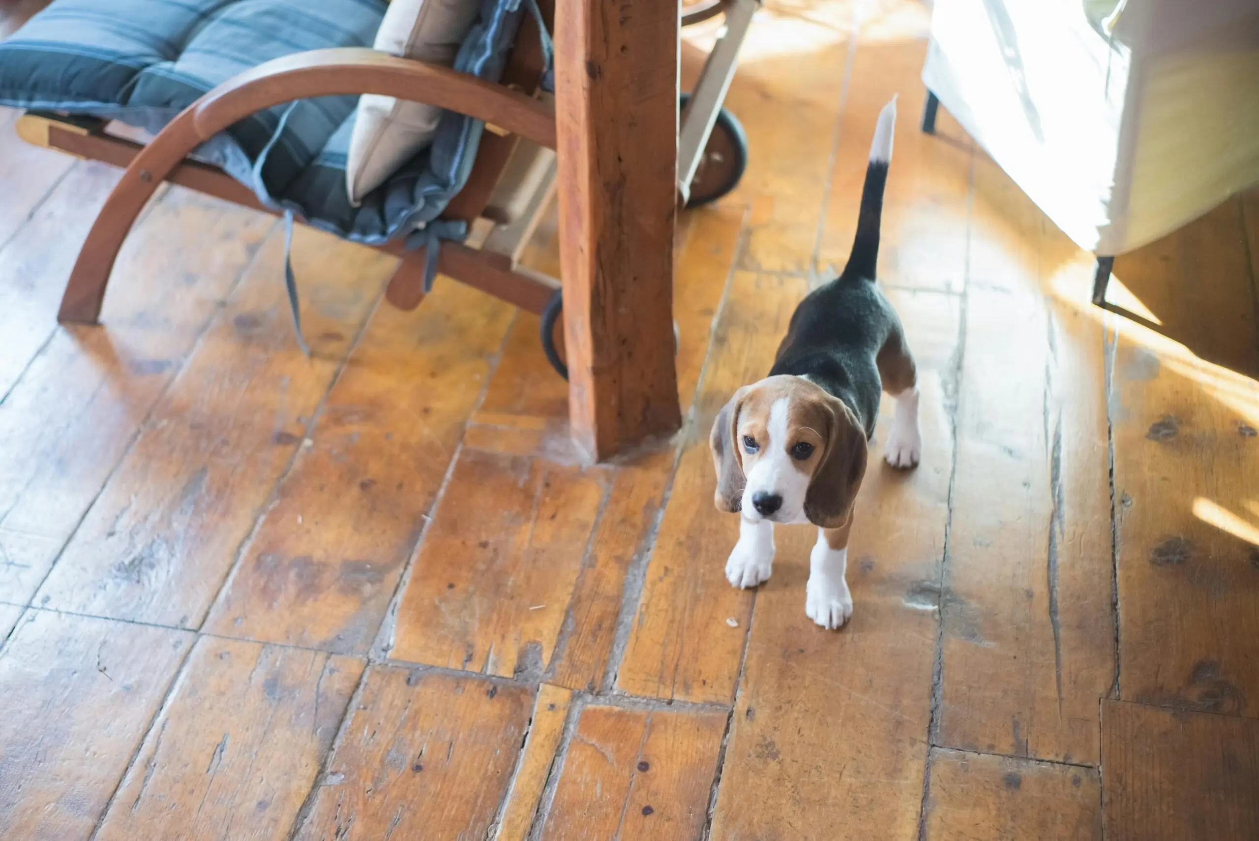 Puppy scaled