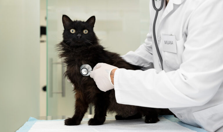 Recommended Heartworm Preventatives for Cats