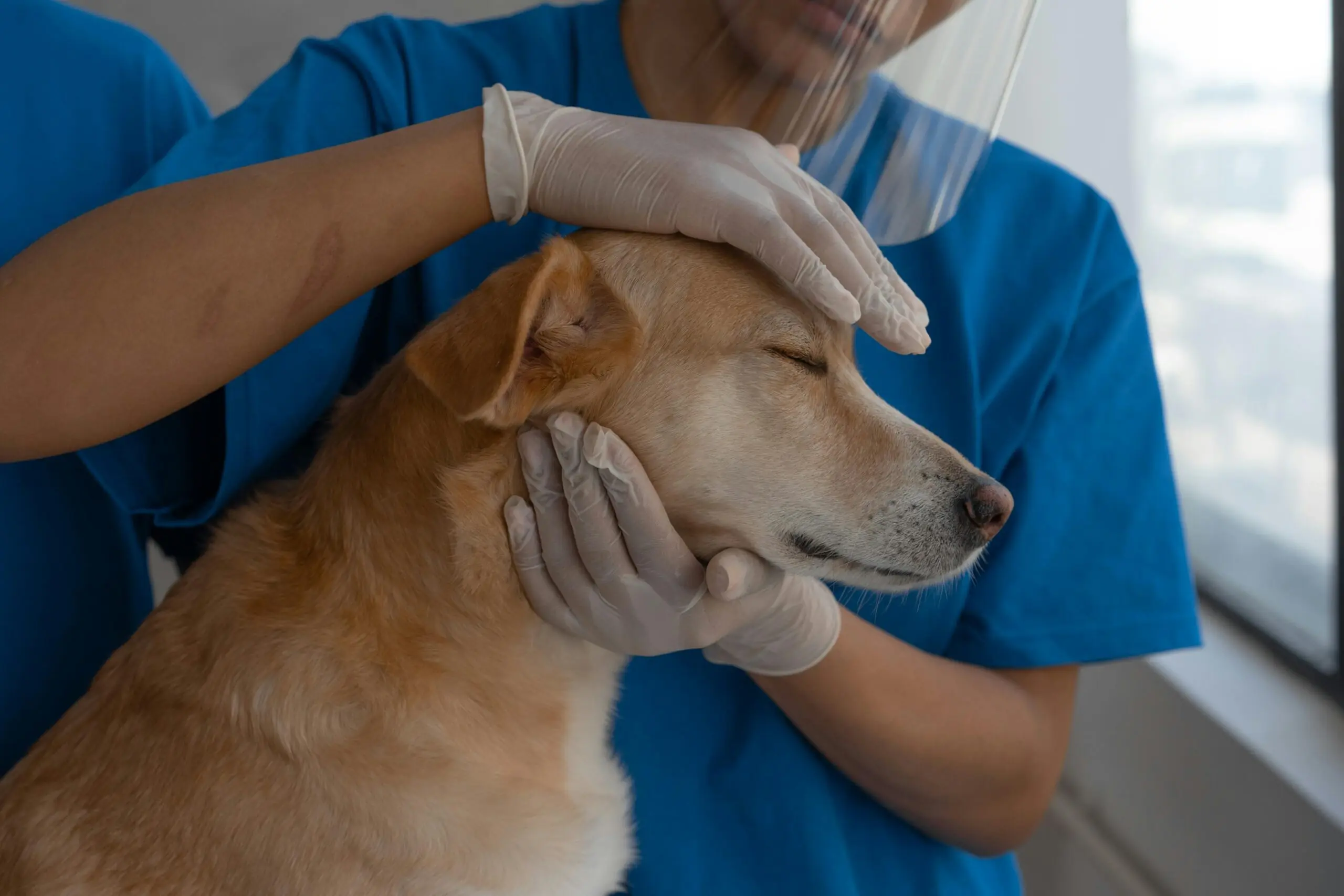 Separation Anxiety in Dog scaled