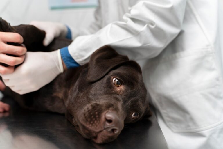 Soft Tissue Trauma in Dogs
