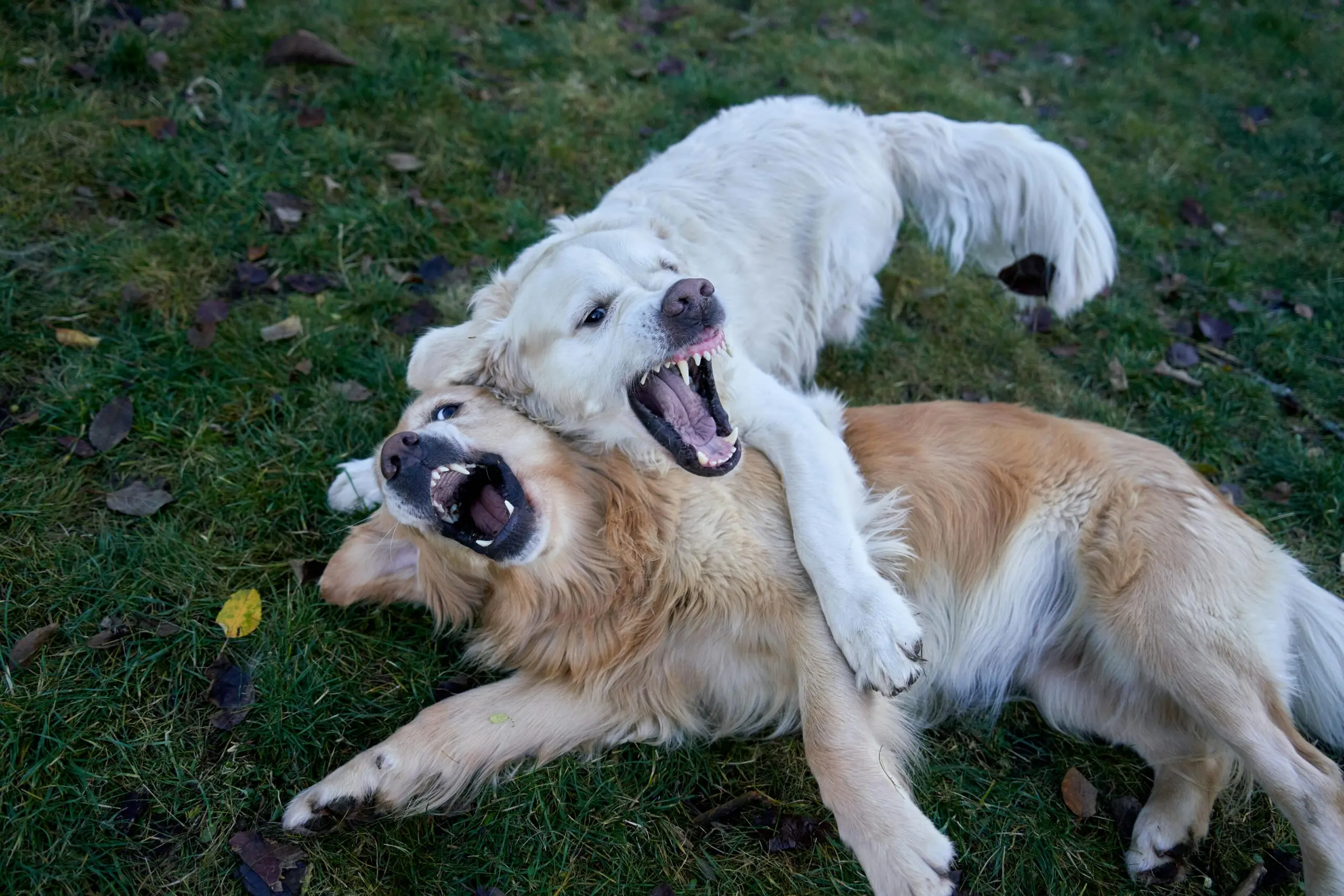 Some Breeds Have a Higher Risk of Developing Allergies scaled