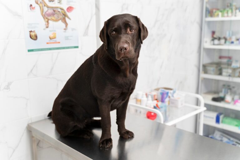 Urinary Tract Disease in Dogs