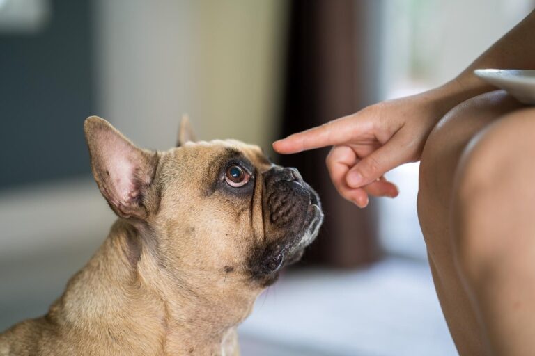 Uveitis in Dogs