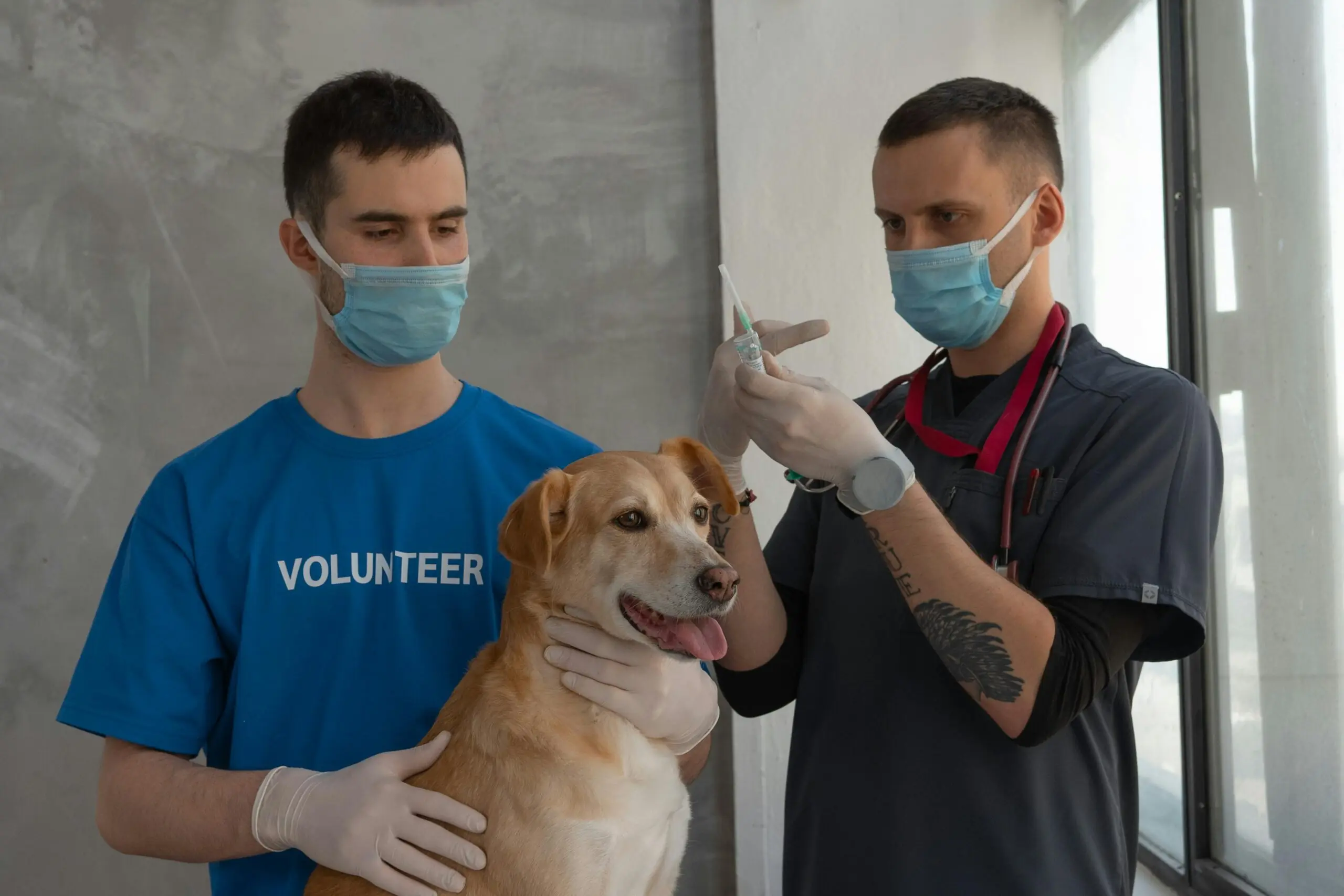 Vet Techs Provide During Pet Appointments scaled