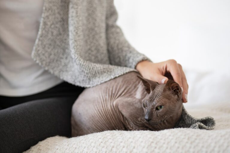 What are Flea Allergies in Cats