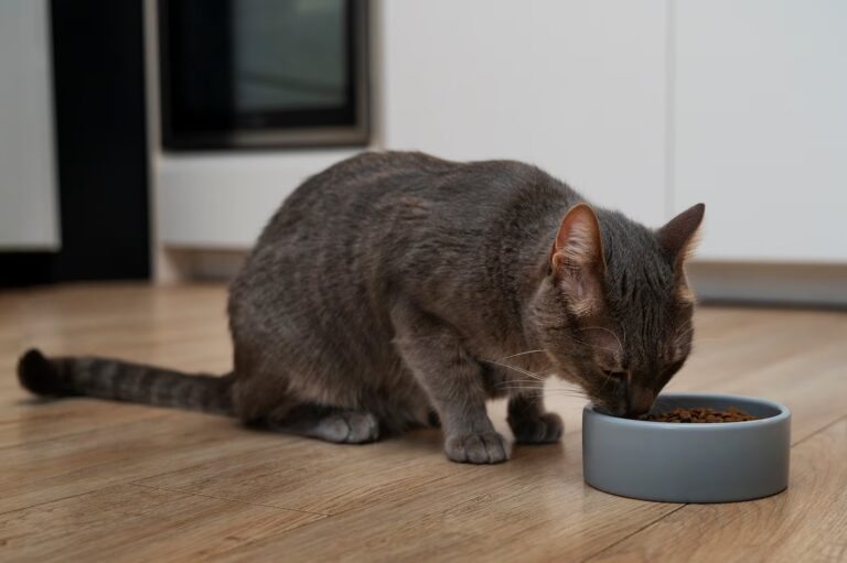 What are Food Allergies in Cats