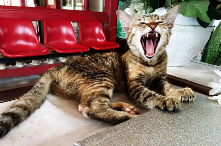 What are Fractured Teeth in Cats