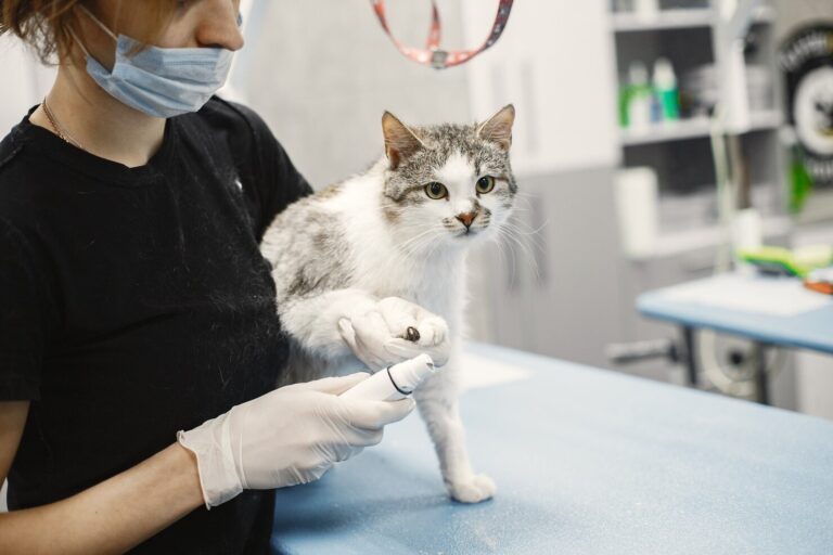 What are Gastrointestinal Parasites in Cats