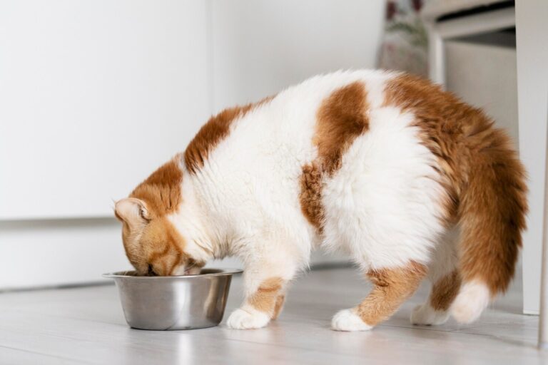 What are Intestinal Foreign Bodies in Cats