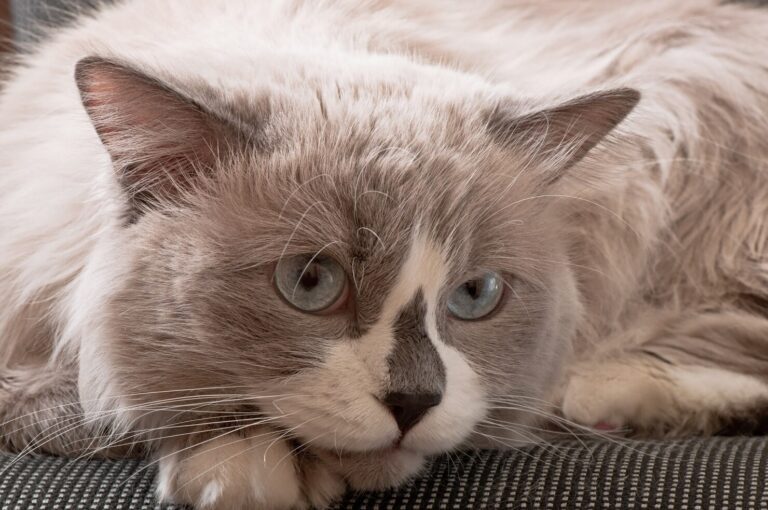 What are Nasal Foreign Bodies in Cats
