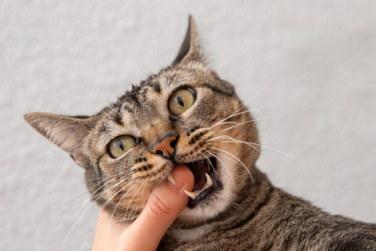 What are Oral Masses in Cats 1