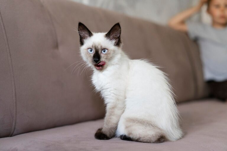 What is Aural Hematoma in Cats