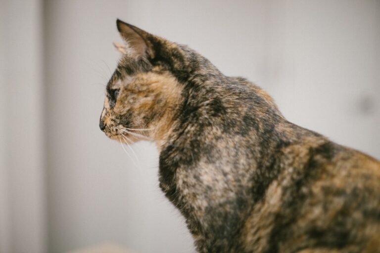 What is Feline Leukemia Virus FeLV