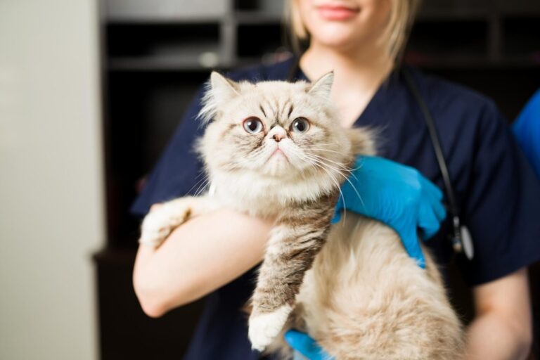 What is Fibrosarcoma in Cats