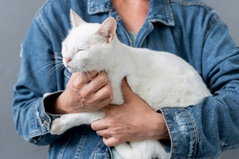 What is Heart Disease in Cats
