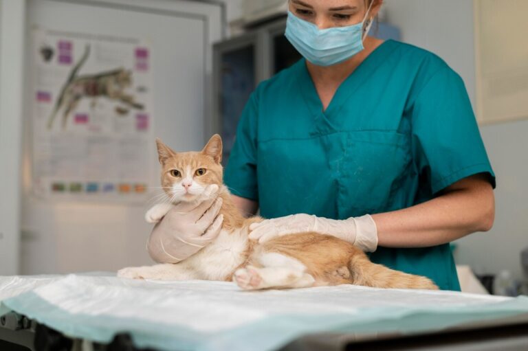 What is Lymphoma in Cats