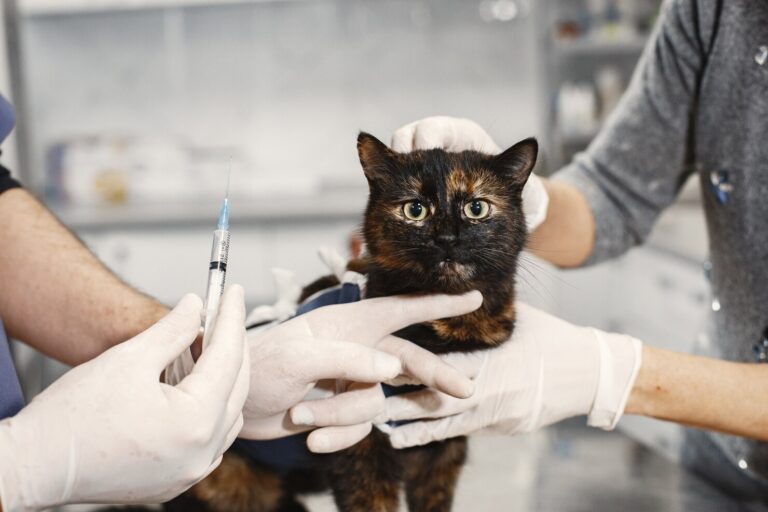 What is Mast Cell Tumor in Cats