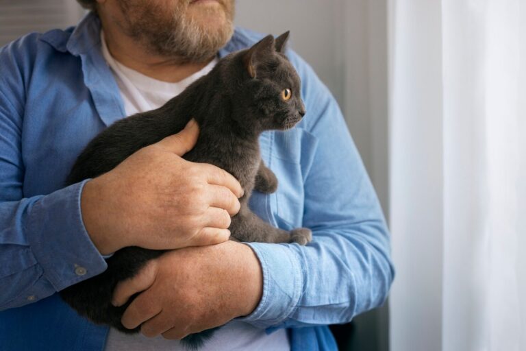 What is Melanoma in Cats