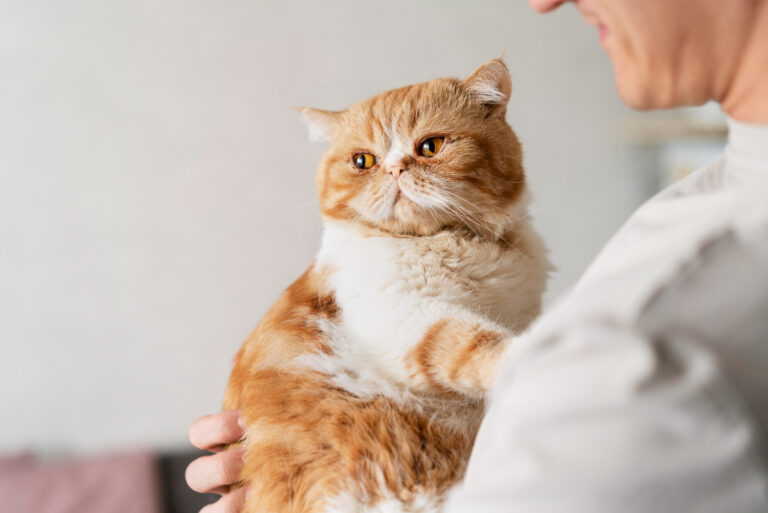 What is Obesity in Cats