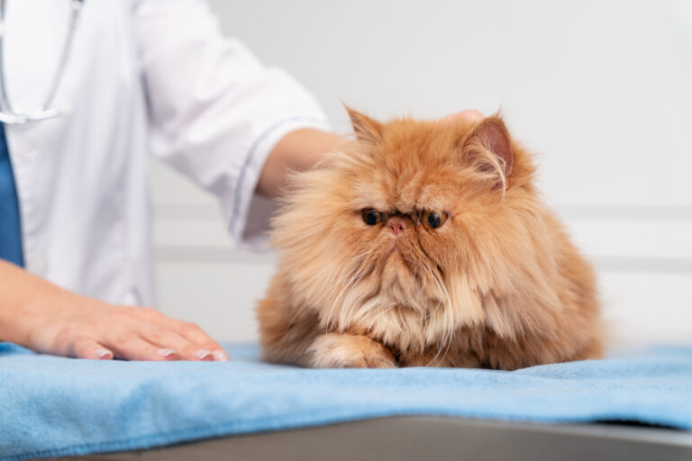 What is Osteosarcoma in Cats 1