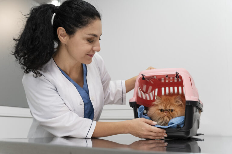 What is Periodontal Disease in Cats 1