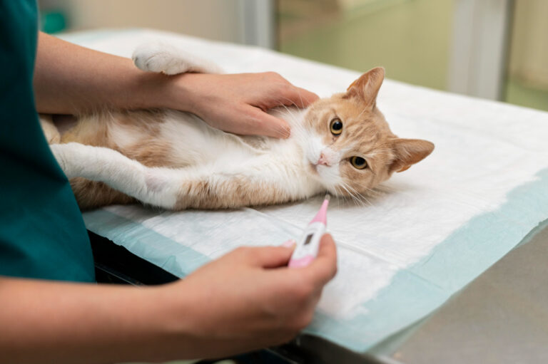 What is Soft Tissue Trauma in Cats