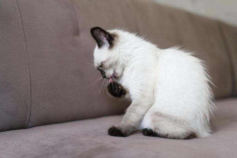 What is Stomatitis in Cats