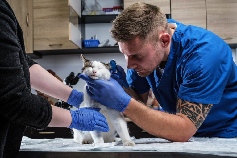 What is Urethral Obstruction in Cats
