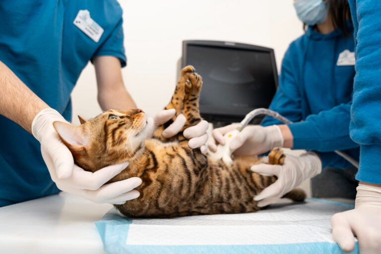 What is Urinary Disease in Cats 1