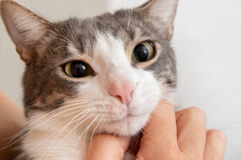 What is Uveitis in Cats 1