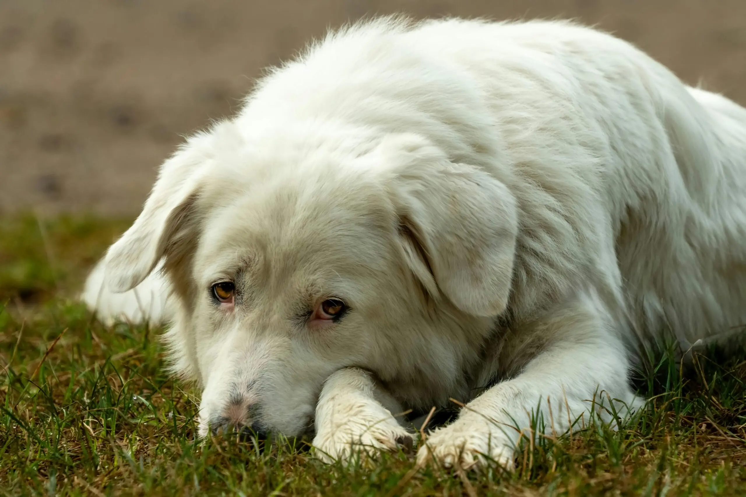 When Should You Take Your Dog to the Vet scaled
