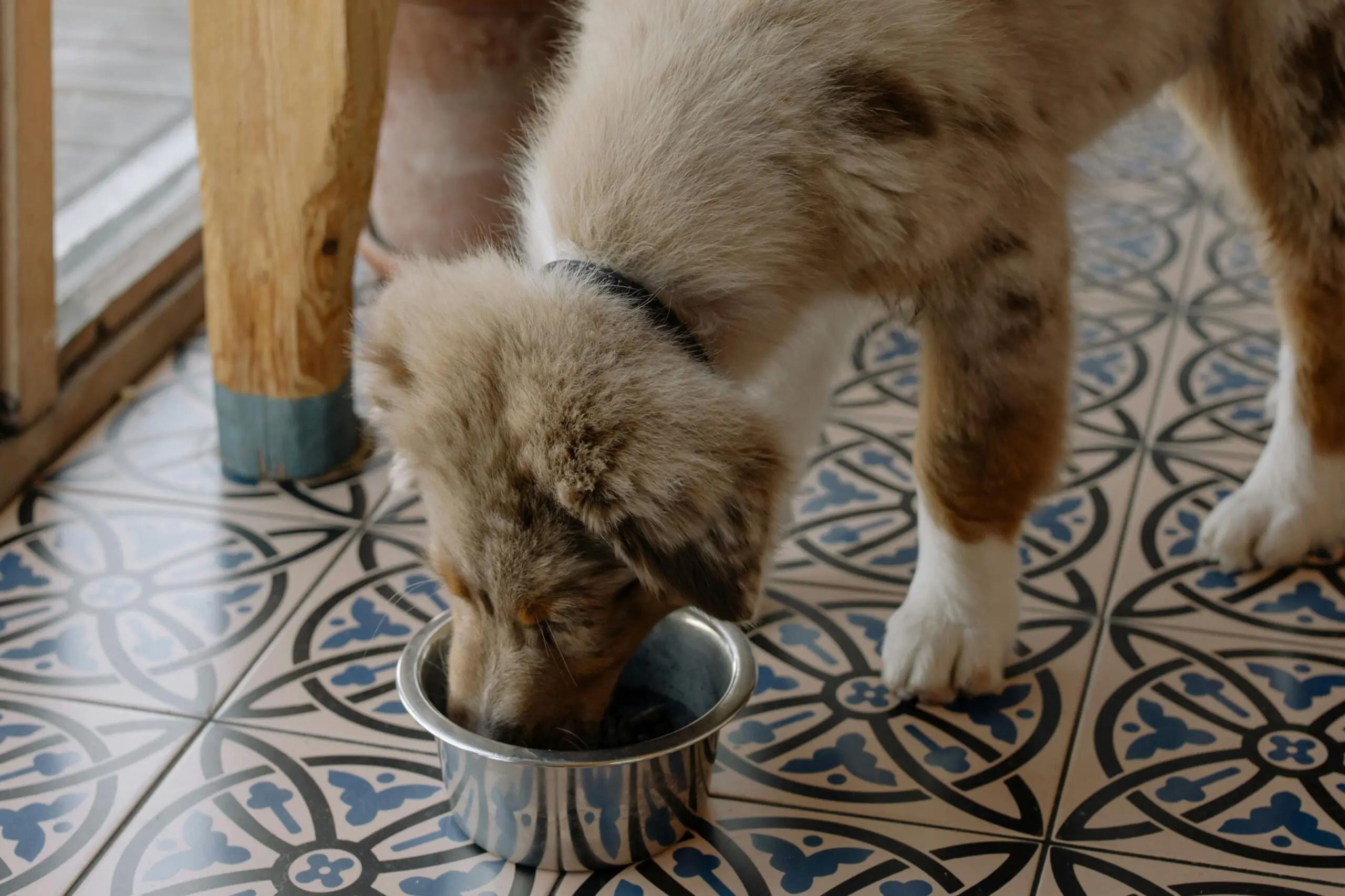 When to call your veterinarian now scaled