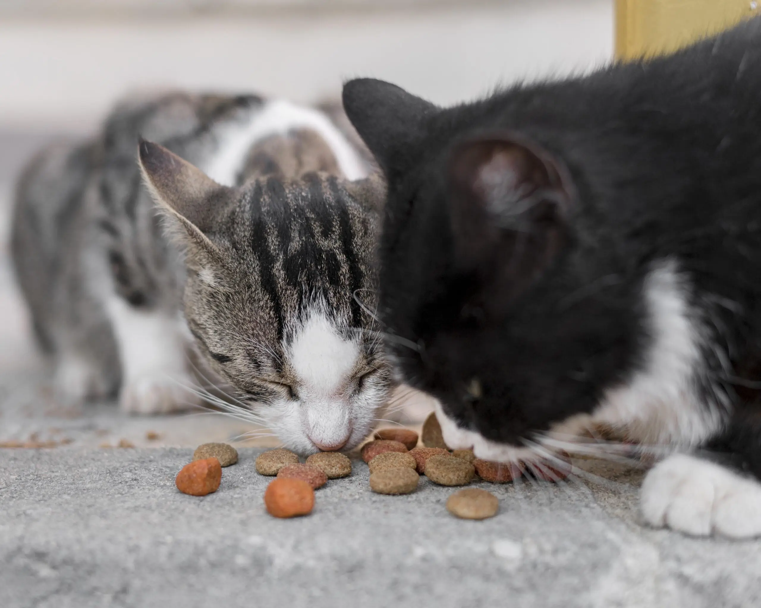 cute cats eating together outdoors scaled