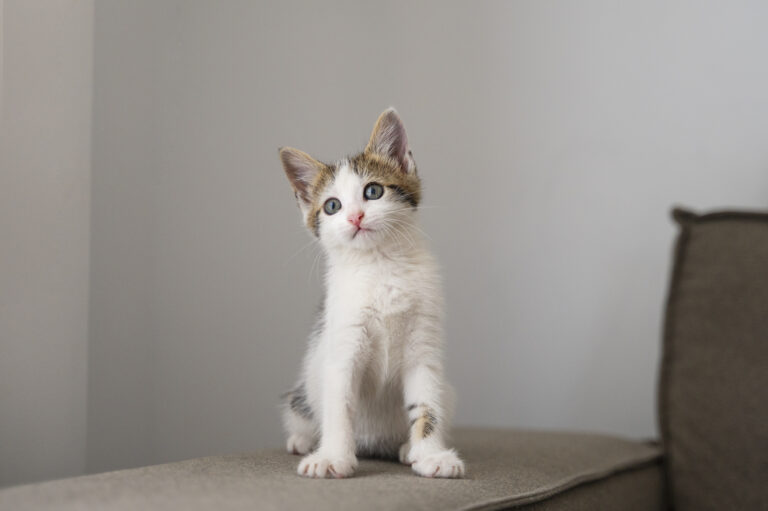 kittens