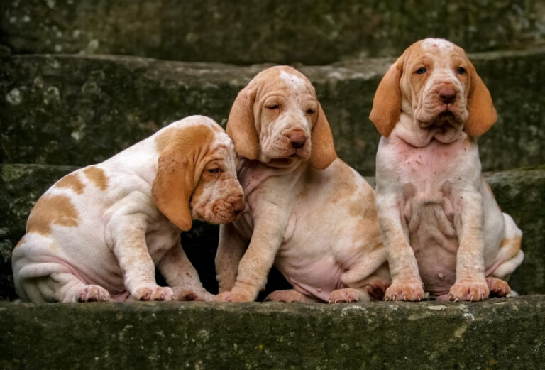 7 Dog Breeds That Consistently Have the Most Health Problems