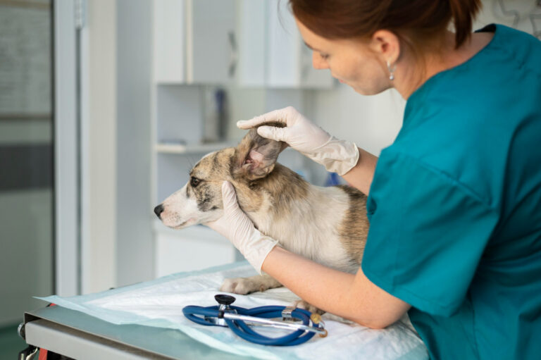 Canine Distemper