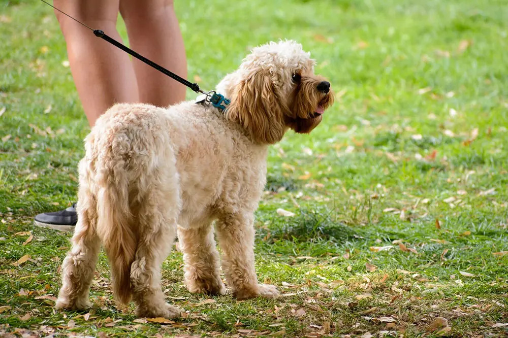 Cocker Spaniel